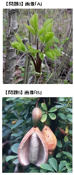 問題の画像