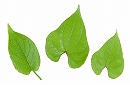 山芋の葉