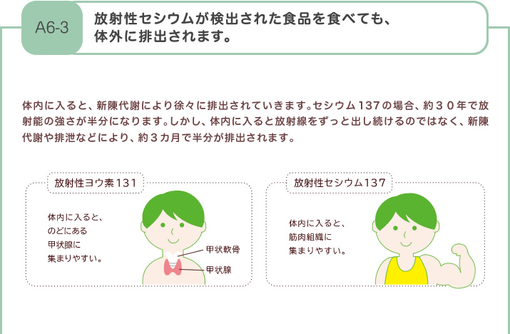 放射性セシウムが検出された食品を食べても、体外に排出されます